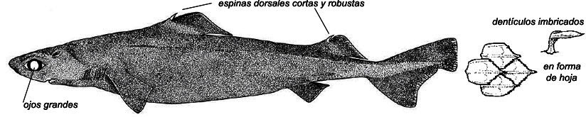 Centrophorus squamosus_02.jpg